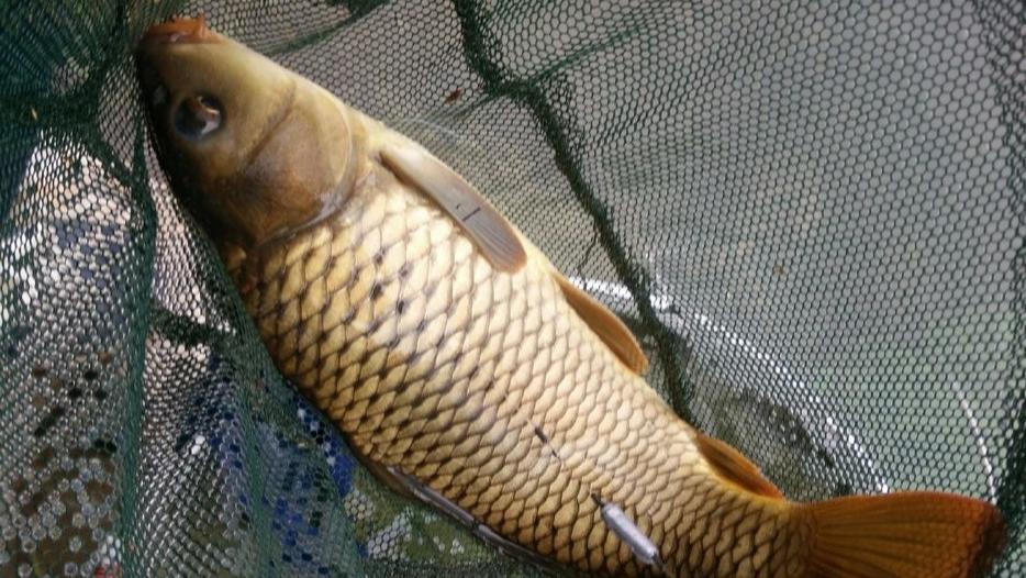 为什么你钓不到鲤鱼？应变差注定是喂鱼！提升中鱼几率做好这几点