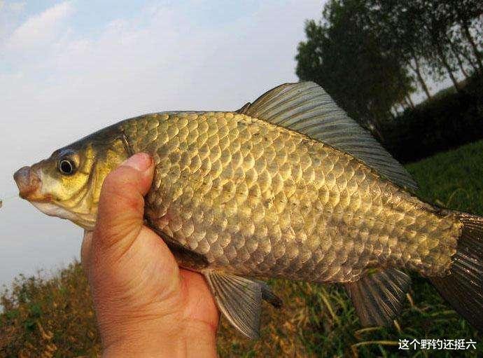 鲫鱼|午时鱼真的难钓吗？没口就收竿，很多钓友错过了一波大鲫鱼的行情