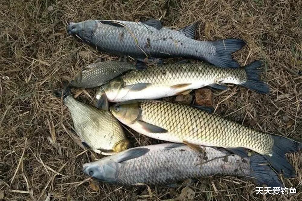 自制老玉米饵料,小鱼咬不动,通杀各种大鱼