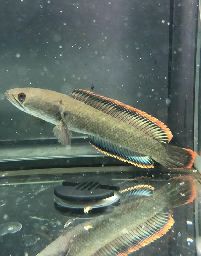 |值钱?四川钓友在“臭水河”钓到罕见雷龙鱼,钓友:带回去吃了