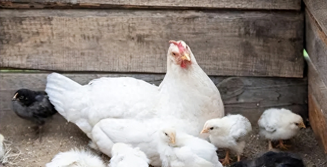 鸡爪|市场上这么多鸡爪都是从哪里来的,吃起来安全吗?看完终于明白了
