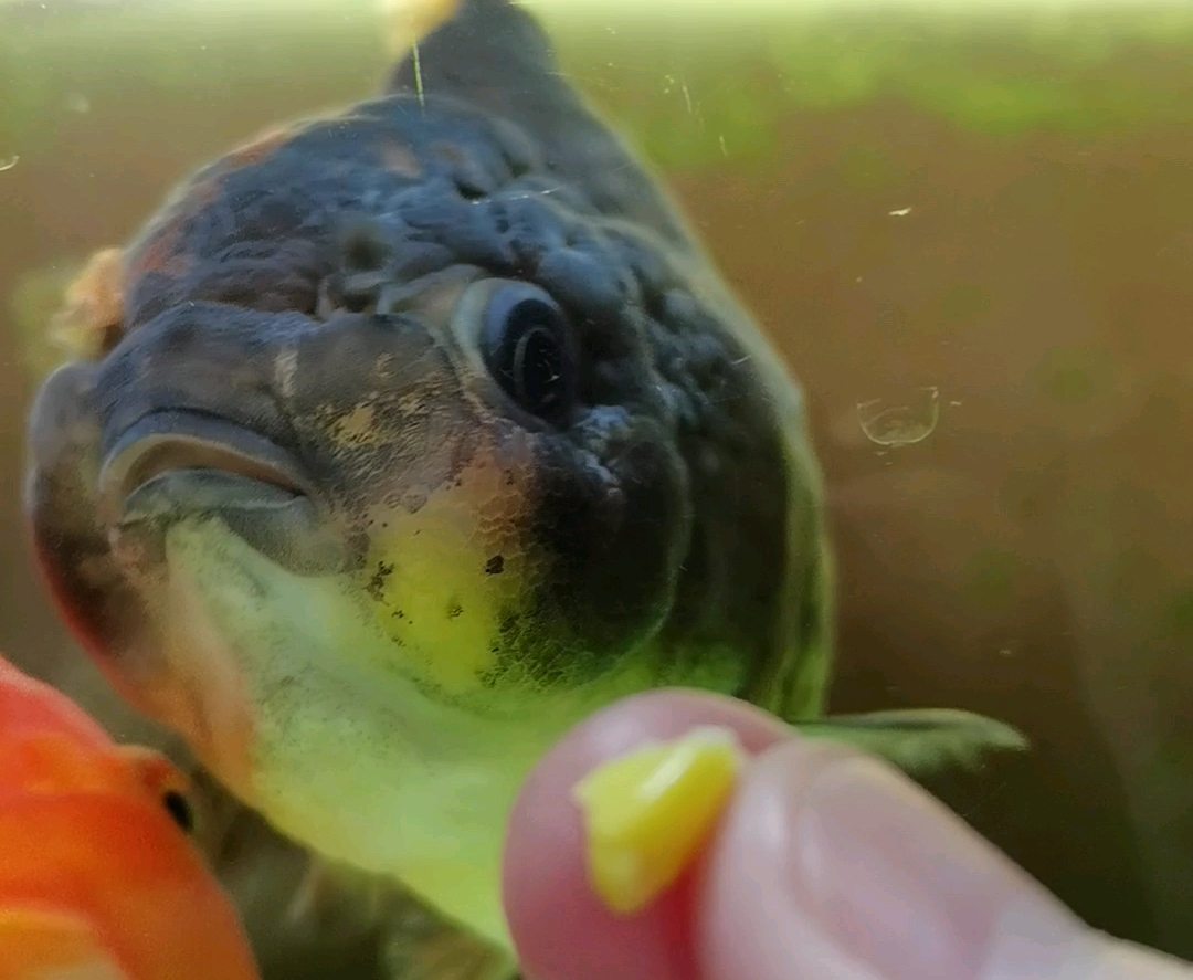 玉米|干玉米怎么做钓鱼窝料?软硬不重要,味道和个体大小才是关键