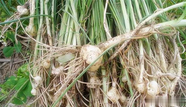 农村俗称的“野生小蒜”，到底能不能吃？为何现在也不多见了？