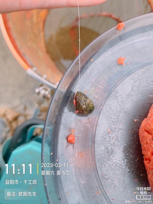深水区|【钓鱼之家虾粉】阴雨退水鱼难钓,田螺姑娘来报道
