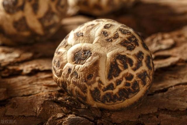 香菇|悲惨的香菇!养棚里的,是被打大的!长野外的,是被吓大的