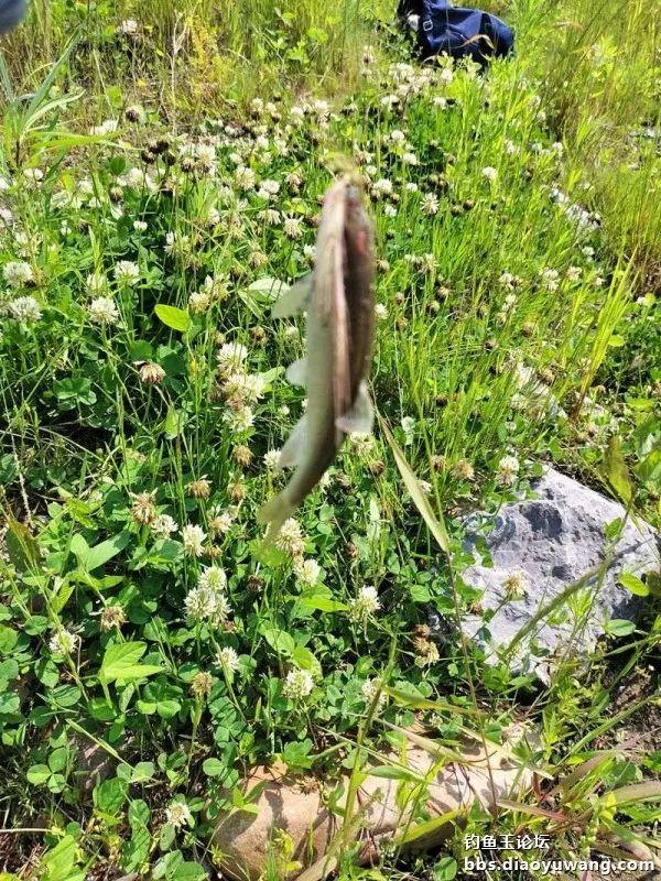 今晚吃鱼效果好，同学同钓兴致高