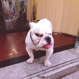 欧美小公举