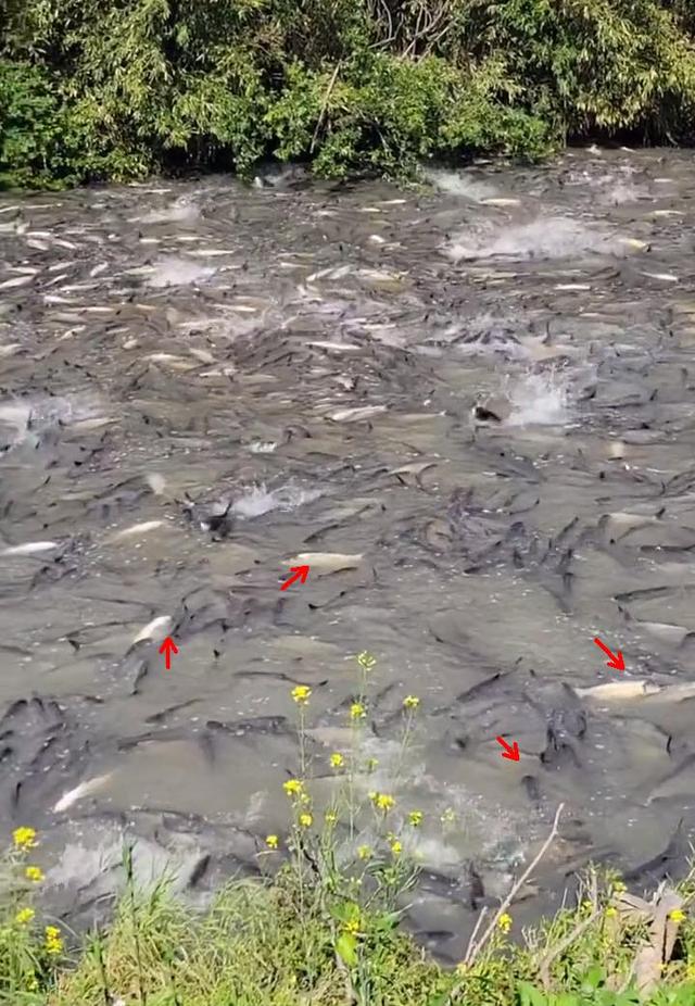 日本|日本河道“亚洲鲤鱼”成灾，挤在一起水面都变黑了