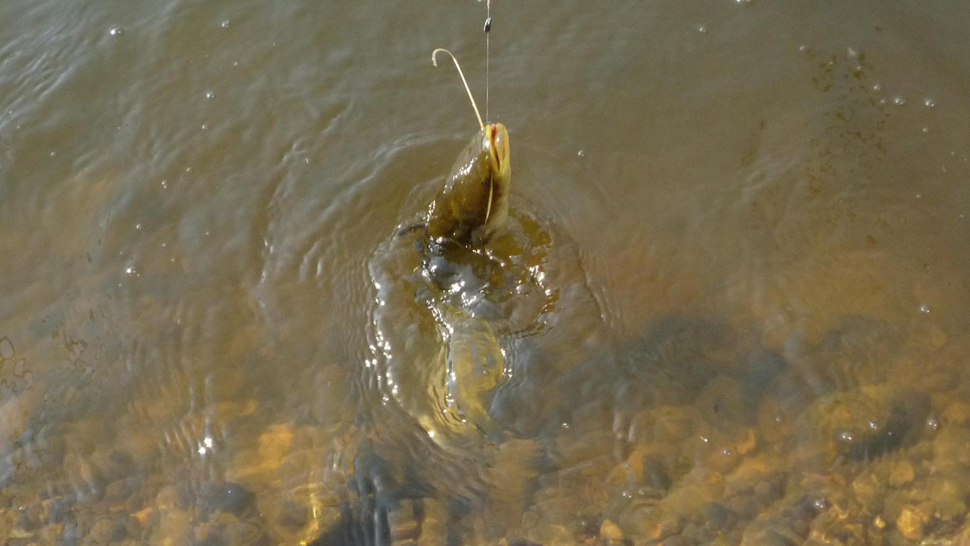 花20元钱钓了20多斤鱼，这次真是赚翻了