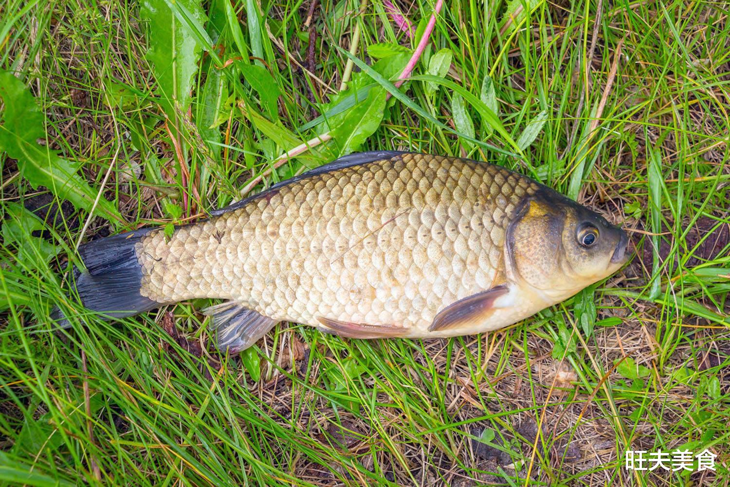 鲤鱼|天太冷，少吃鲤鱼草鱼，最该多吃的是它，肉嫩味鲜，营养又解馋