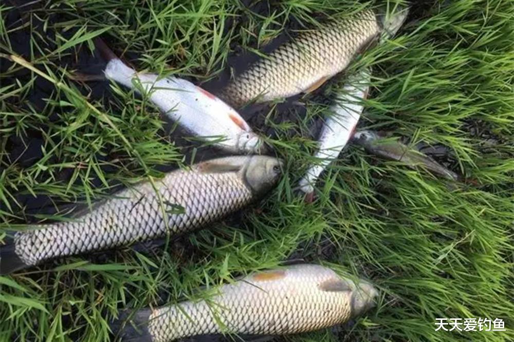 饵料|夏季野钓,高温天气鱼浮头,应该如何钓水皮?