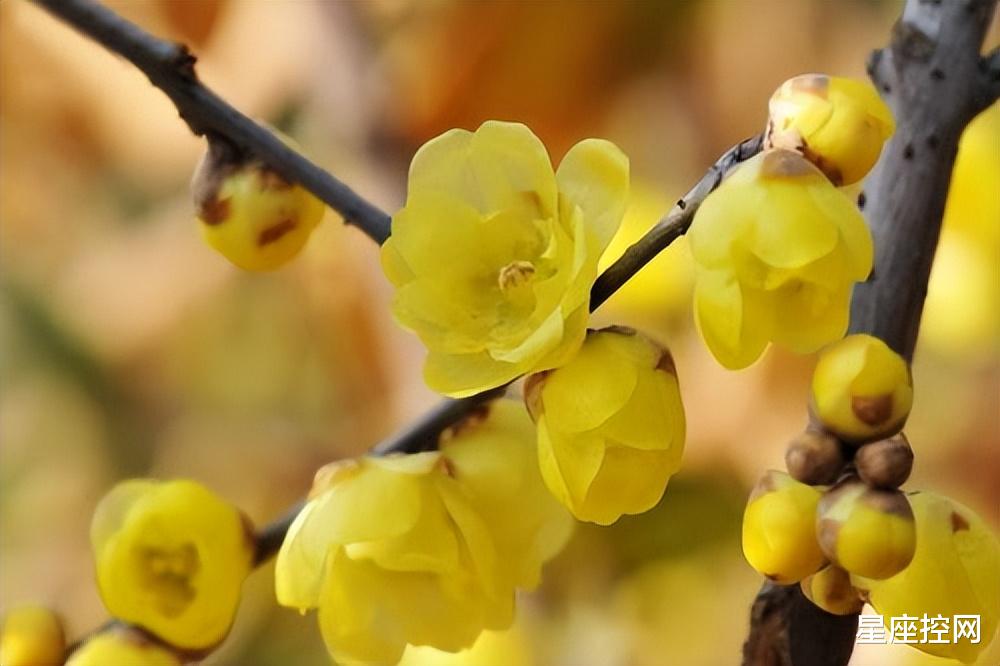 懂得与人取长补短，事业进步飞快，明年有望脱贫致富的星座