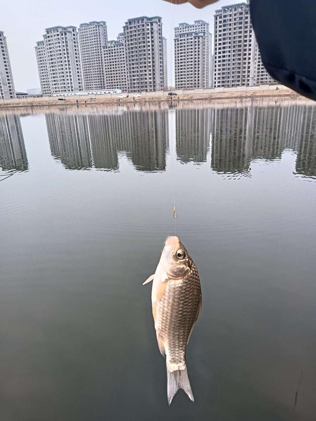 饵料|2023第一钓，面食配红虫，上鱼不再愁