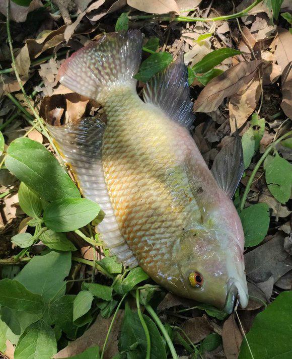 |真钓鱼人?广东男子河边钓鱼走红,身边都是鱼群,却向远处抛竿