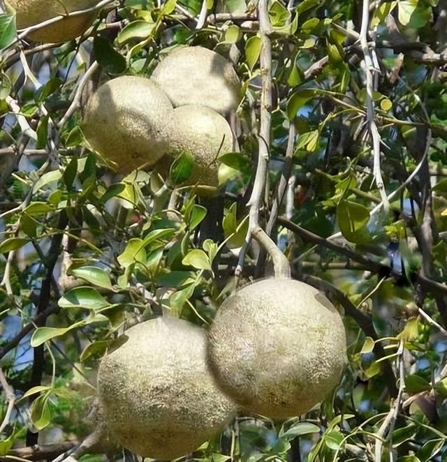 苹果|有一种古老的水果，在国内已经消失不见，可是外国人却一直在吃它