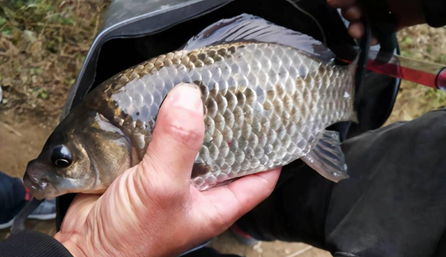 野钓抓到的野味别随便吃，小心寄生虫