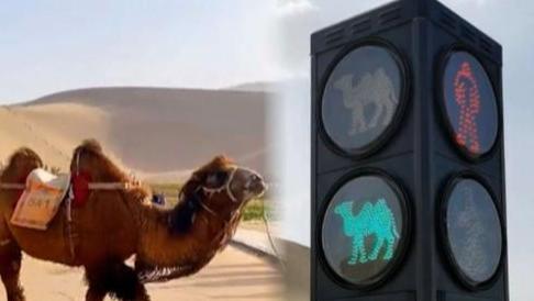 敦煌|敦煌“堵骆驼”了，敦煌为解决堵骆驼专设骆驼红绿灯
