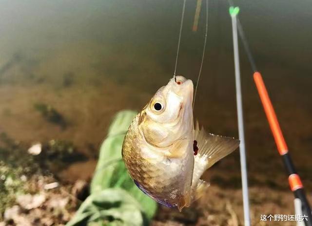 野钓鲫鱼该用多大的线组？这三点能让你茅塞顿开，使用上得心应手