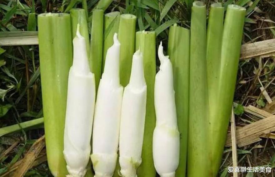 茭白|茭白好吃但不能乱吃,秋季吃茭白的禁忌要知道,别不懂吃!