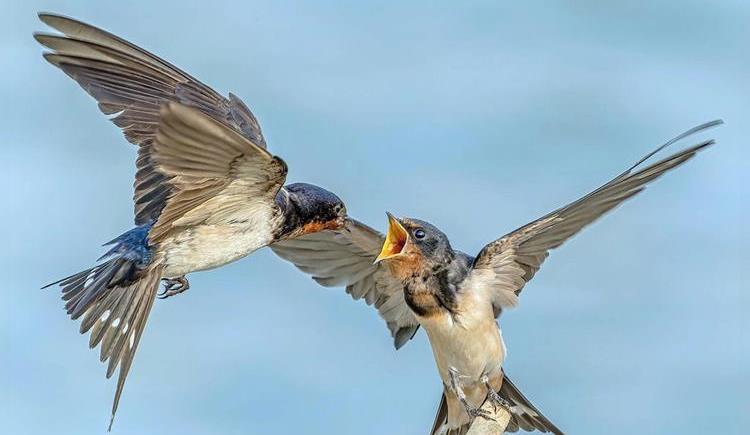 糖水铺|什么都敢吃的中国人,为何这五种动物却不敢食用?是真的不能吃?