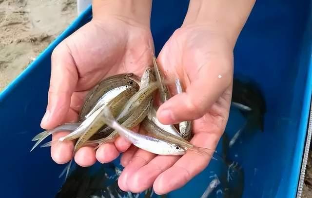 海钓|早春野钓银鮈攻略,江河湖库一定有,基本不会走空