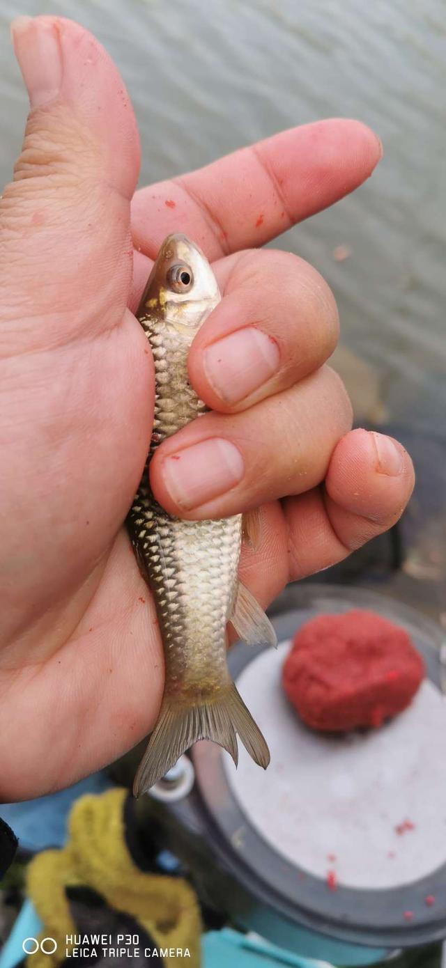 饵料|当隔夜窝遇上通杀腥,喜迎冬日小爆护