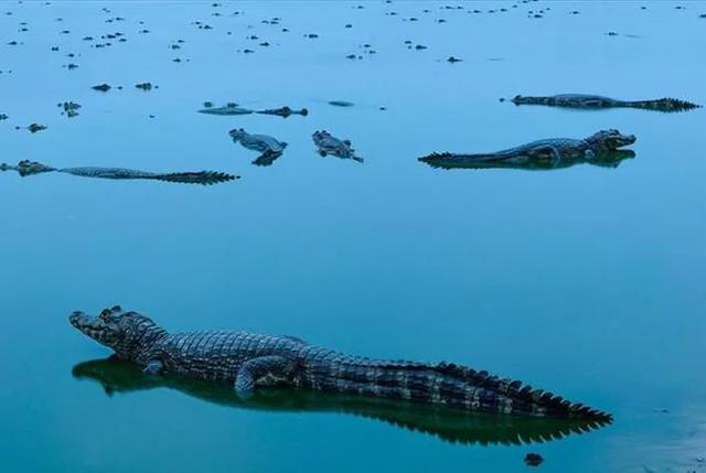 罕见的49张照片,天生丽质的斯嘉丽,产道放大1000倍的样子