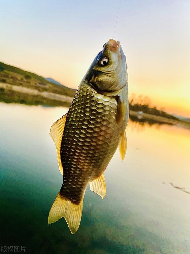 饵料|冰天雪地里穿短袖钓鱼?冬季北方钓大棚全攻略,抢鱼真过瘾!