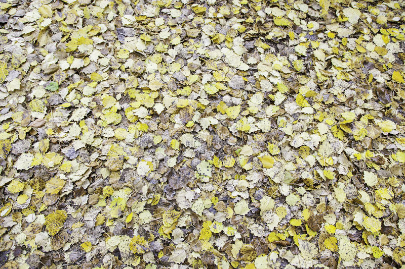 冬季护肤大作战：告别干燥，拥有水嫩肌肤