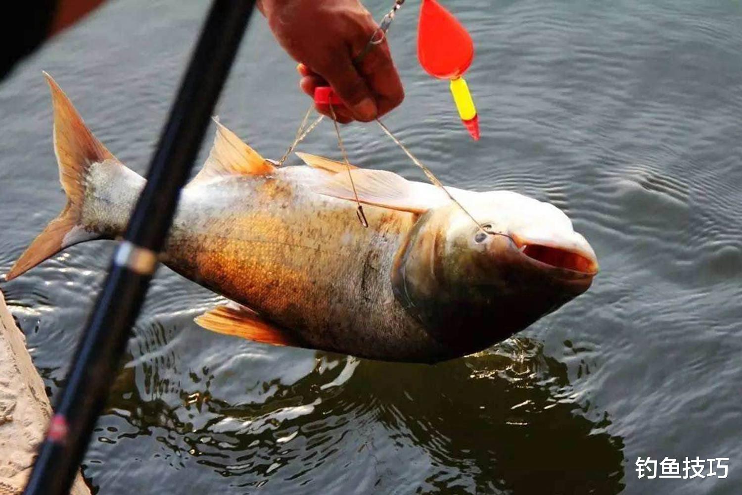 |钓鲢鳙如何诱鱼?钓鲢鳙的4个诱鱼技巧