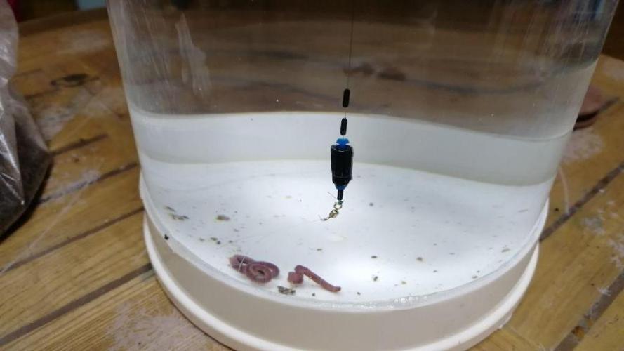 鲫鱼|钓鱼常用的虫饵有哪些?适钓哪些鱼种以及垂钓效果如何?