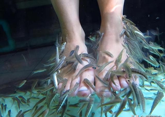 恐怖的温泉鱼疗:吃脚皮、治脚气全是假象,整条鱼进去只剩骨架