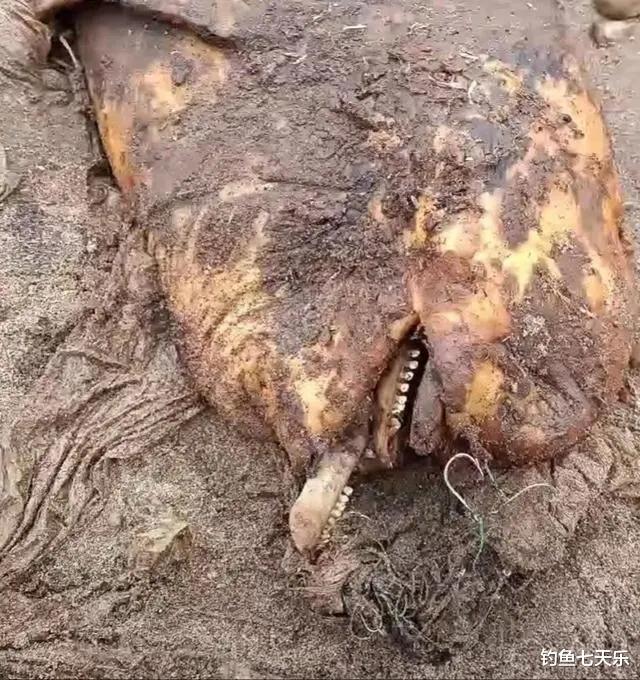 长江宜昌段江豚死亡，嘴巴上有鱼钩，这次钓鱼人“不背锅”