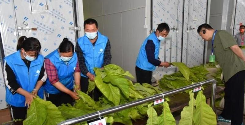 高校|河南中烟2023年招聘公告发布，报名可以，没亲戚没背景不要抱希望