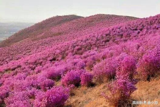 阿尔山|阿尔山主要景点一日游介绍