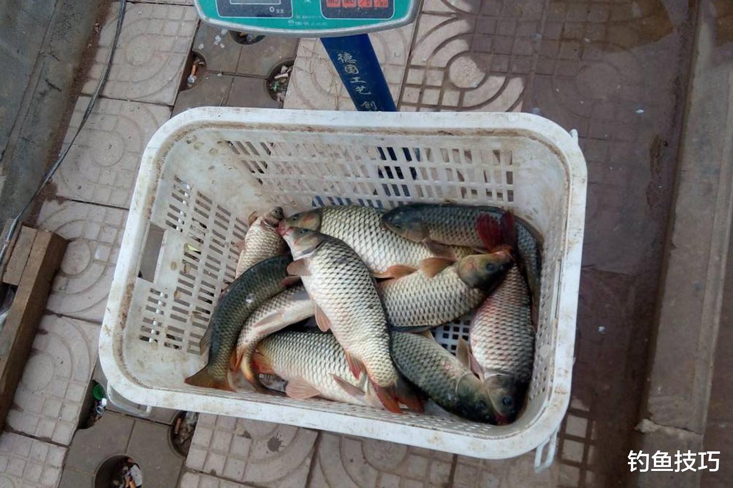 钓鱼指南|钓黑坑鲤鱼的饵料越来越复杂,生口鱼、回锅鱼和疗养鱼的鱼饵配方