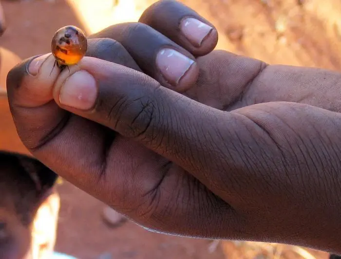 葡萄|用活蚂蚁做甜品？肚子鼓得像葡萄里面都是花蜜，一口一口喂出来的