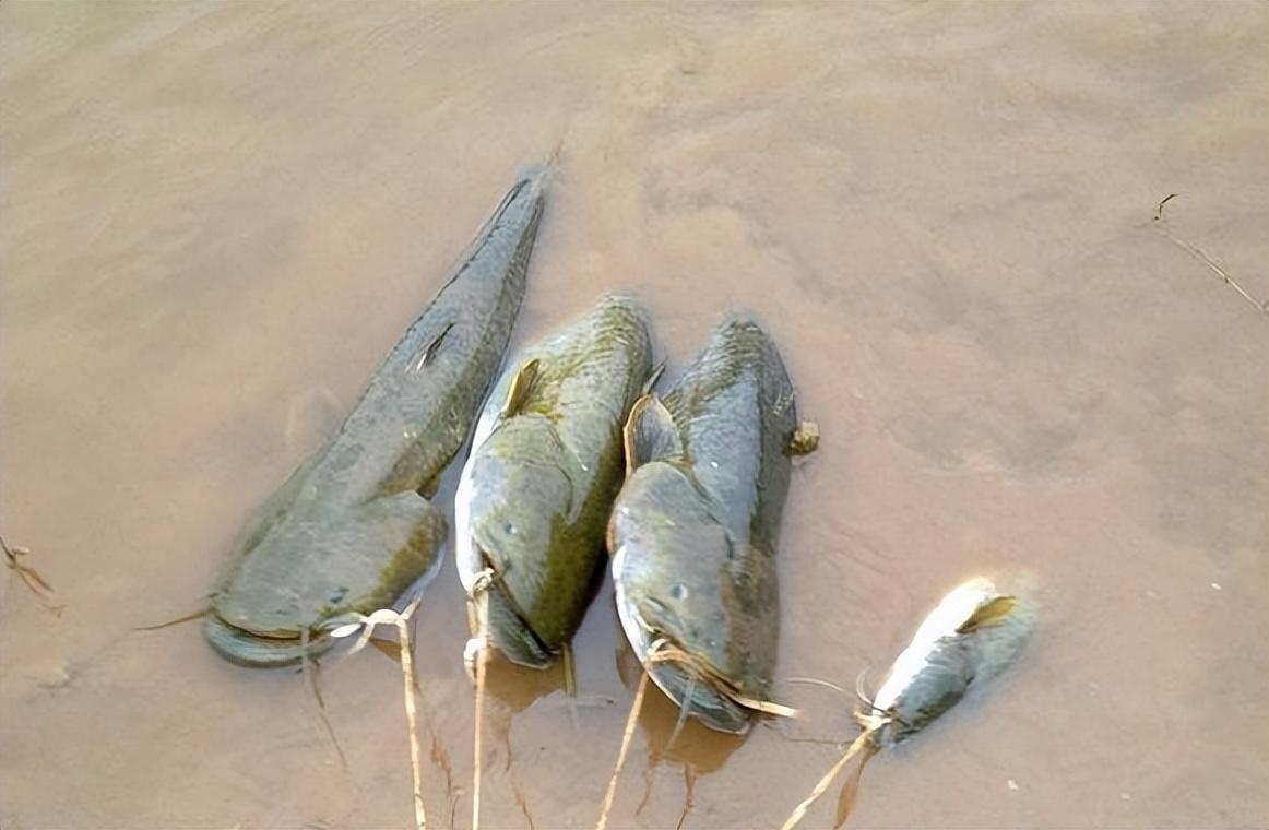 钓鱼人和爱吃鱼的请注意,这9种淡水鱼有毒!