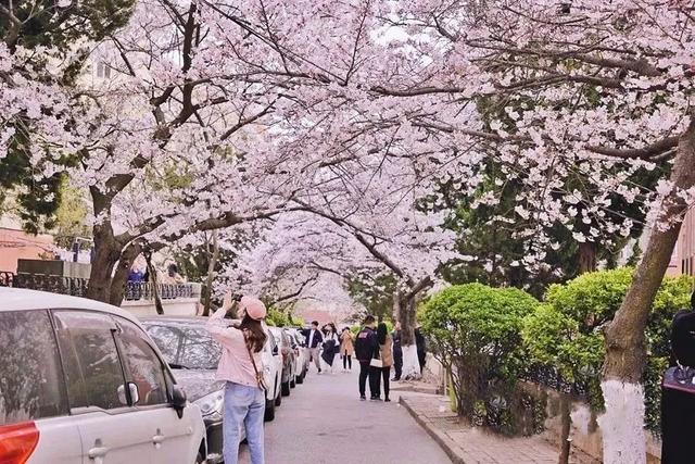 青岛市|4月不来这座樱花开满的城市看看，我会遗憾整个春天