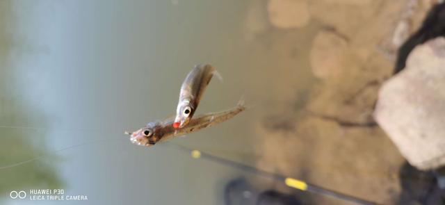 饵料|当隔夜窝遇上通杀腥,喜迎冬日小爆护