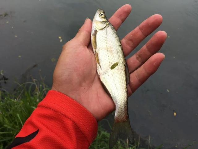 饵料|夏天一定要用香饵吗?不黑不吹,遇到这几种情况腥饵更好用