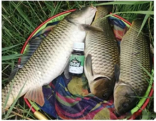 入伏|伏天到，鱼难钓！入伏后鱼就要这样钓，做到4点，渔获翻倍更容易