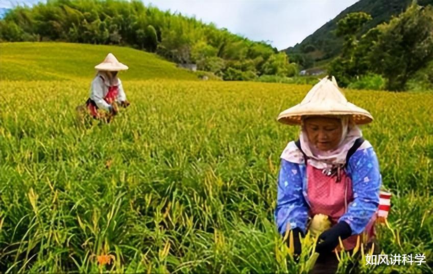 招聘|农民为何成了最低等职业？“用工慌”不怨年轻人，温专家一语道破