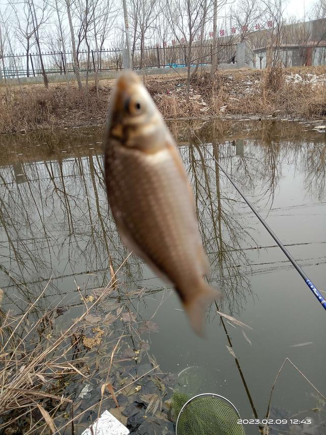 饵料|早春鱼囗啥规律？他处大板我奶鲫。