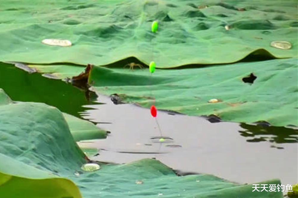 蜈蚣漂的搭配和调漂技巧，自然水域野钓鲫鱼，这种钓法排第一