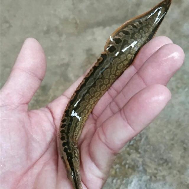 日本天皇|曾多到没人吃的4种小鱼，如今身价翻倍，成日本天皇的心头好？