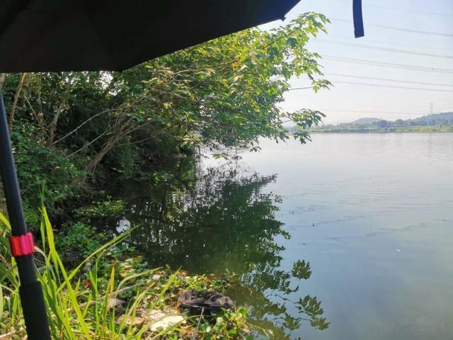 玉米|草鱼究竟是钓底还是钓浮？把这个问题搞清楚，鱼获蹭蹭上涨