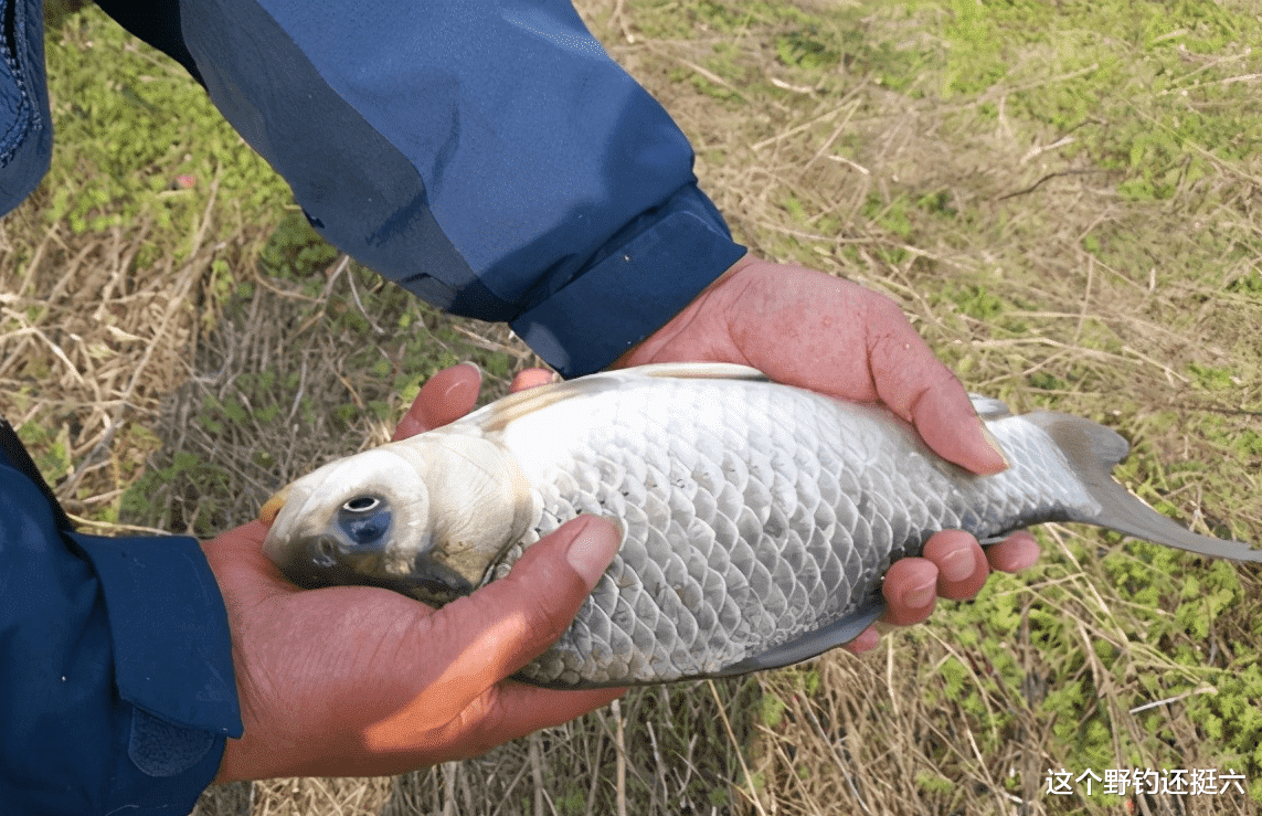 鲫鱼|午时鱼真的难钓吗？没口就收竿，很多钓友错过了一波大鲫鱼的行情
