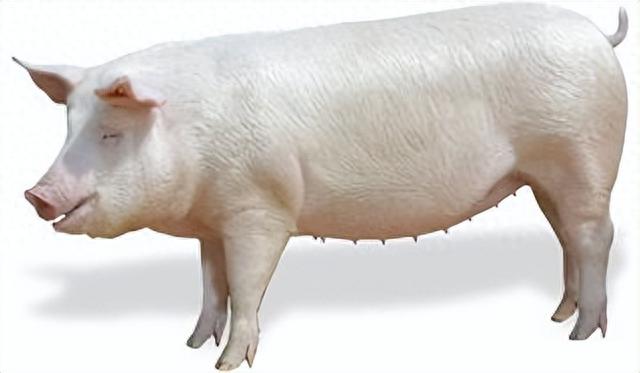 猪肉|现在的猪肉吃着不香了?口味变了还是猪肉变了,听养殖户怎么说!