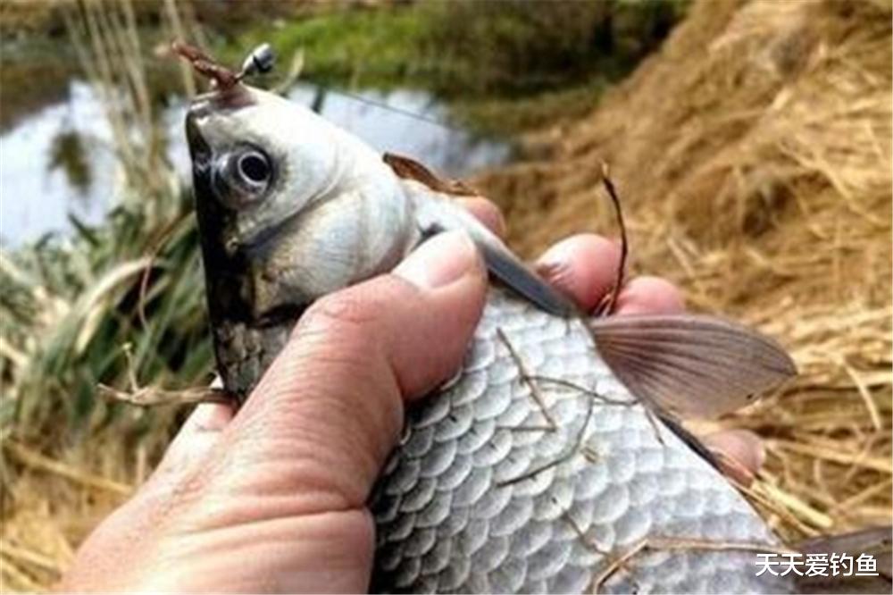是夜|春季野钓鲫鱼，撒点酒米不叫打窝，有效聚鱼有3个要点